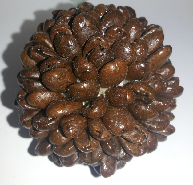 Topearia 6